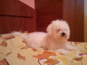 caut bichon maltese pentru imperechere