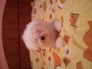 caut bichon maltese pentru imperechere