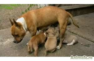 pui boxer tigrat