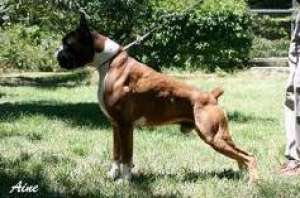 pui boxer tigrat