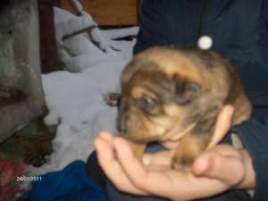 OFER GRATUIT PENTRU ADOPTIE