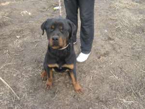 VAND ROTTWEILER TALIE MARE