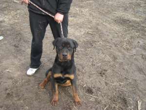 VAND ROTTWEILER TALIE MARE