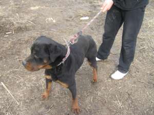 VAND ROTTWEILER TALIE MARE