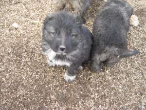 CATEI CIOBANESC CAUCAZIAN