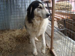 caini  de bucovina  vanzare