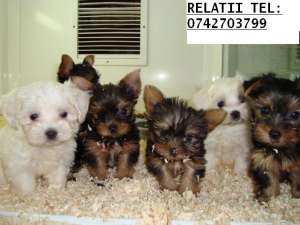 VAND YORKSHIRE TERRIER