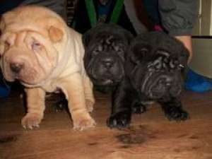 vand shar pei negru
