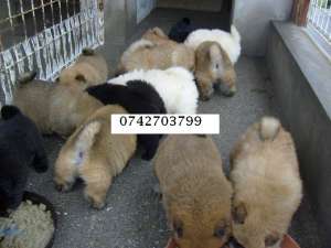 vand chow-chow