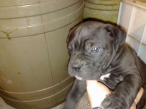 Cane corso de vanzare