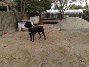 Cane corso de vanzare