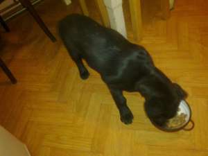 vand pui labrador