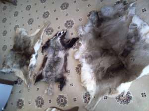 animale inpaiate
