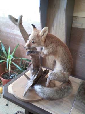 animale inpaiate