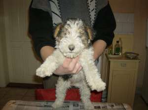 Vand fox terrier