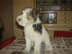 Vand fox terrier