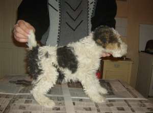Vand fox terrier