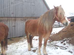 2 cai frumosi