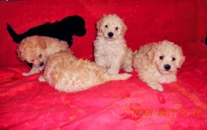 Vand catelusi Caniche