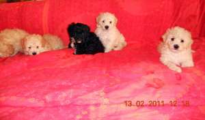 Vand catelusi Caniche