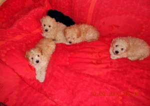 Vand catelusi Caniche