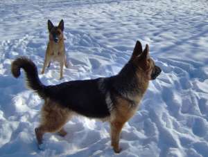VAND PUI CIOBANESC GERMAN CU PEDIGREE GALATI