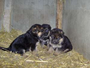 VAND PUI CIOBANESC GERMAN CU PEDIGREE GALATI