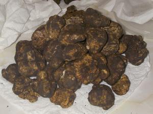 Vand Lagotto Romagnolo
