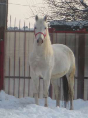 vand armasari arabi