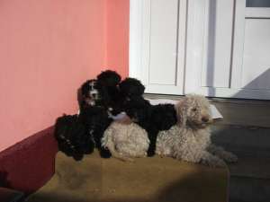 Vand catei caniche