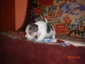 catei fox terrier