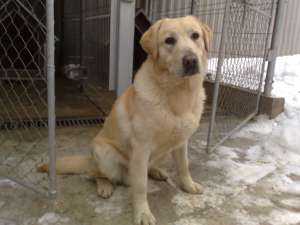 vand labrador retriever