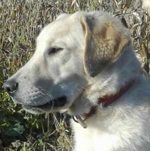 vand labrador retriever