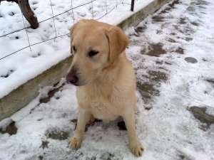 vand labrador retriever