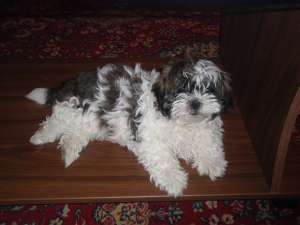 Monta shih tzu