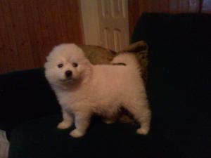 Vand pui samoyede