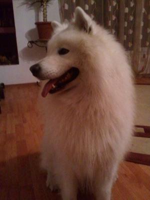 Vand pui samoyede