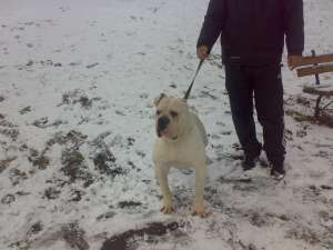 ofer pt. monta american bulldog