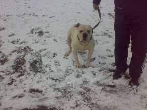 ofer pt. monta american bulldog