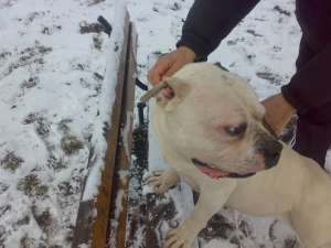 ofer pt. monta american bulldog