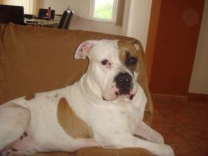 BULLDOG AMERICAN MASCUL PENTRU MONTA