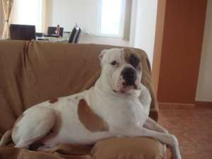 BULLDOG AMERICAN MASCUL PENTRU MONTA