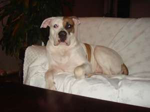 BULLDOG AMERICAN MASCUL PENTRU MONTA