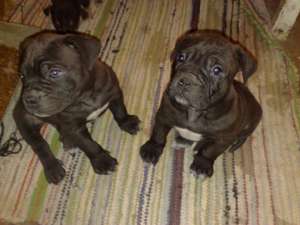 Cane corso de vanzare
