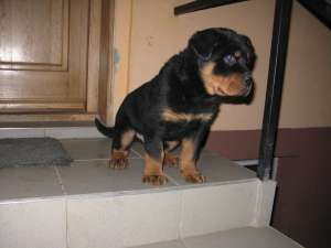 rottweiler de vanzare