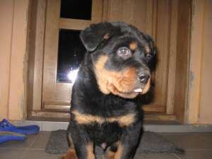 rottweiler de vanzare