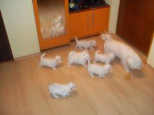 Vand catelusi bichon bolognese Oradea