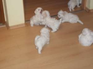 Vand catelusi bichon bolognese Oradea