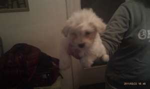 vand bichon talie mica