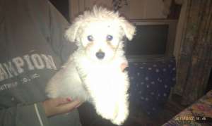 vand bichon talie mica